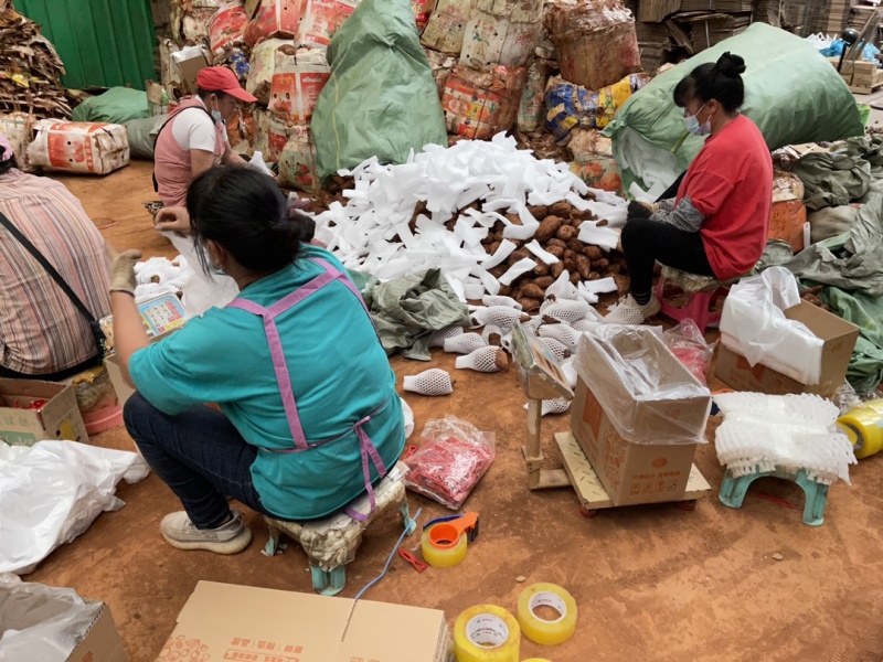 云南雪莲果一件代发产地直发一手货源对接各大电商平台