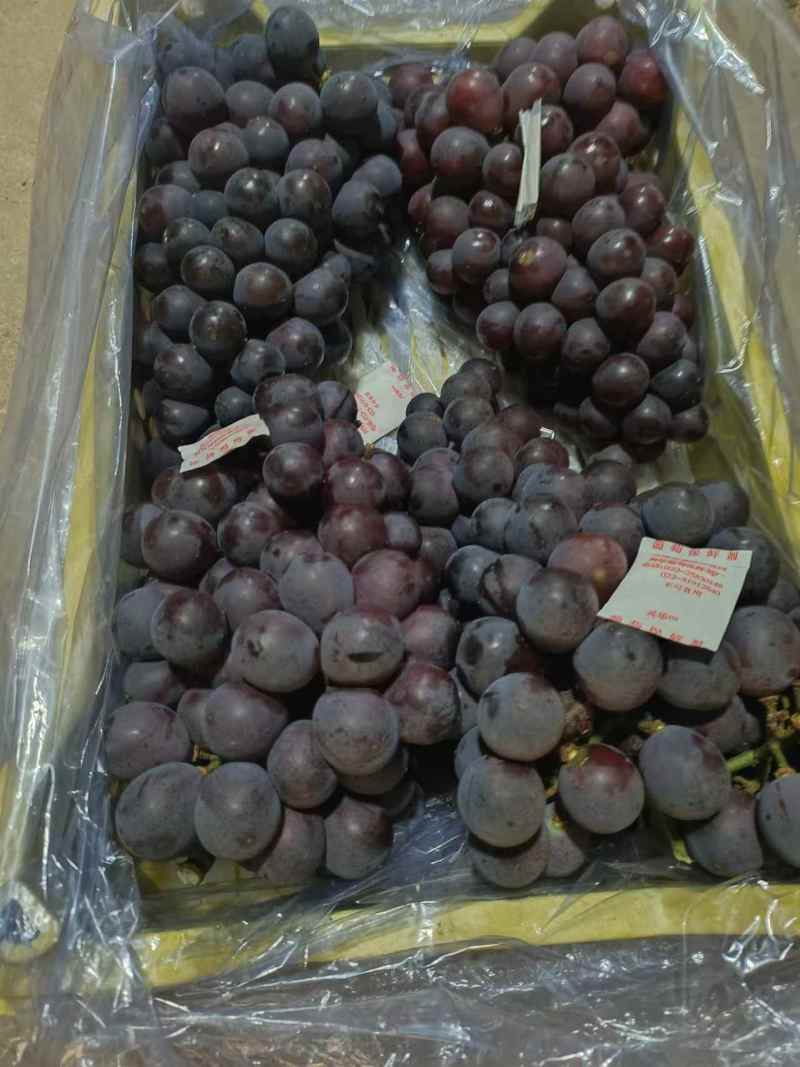精品巨峰葡萄甜蜜多汁价格优惠欢迎来电洽谈品质保证