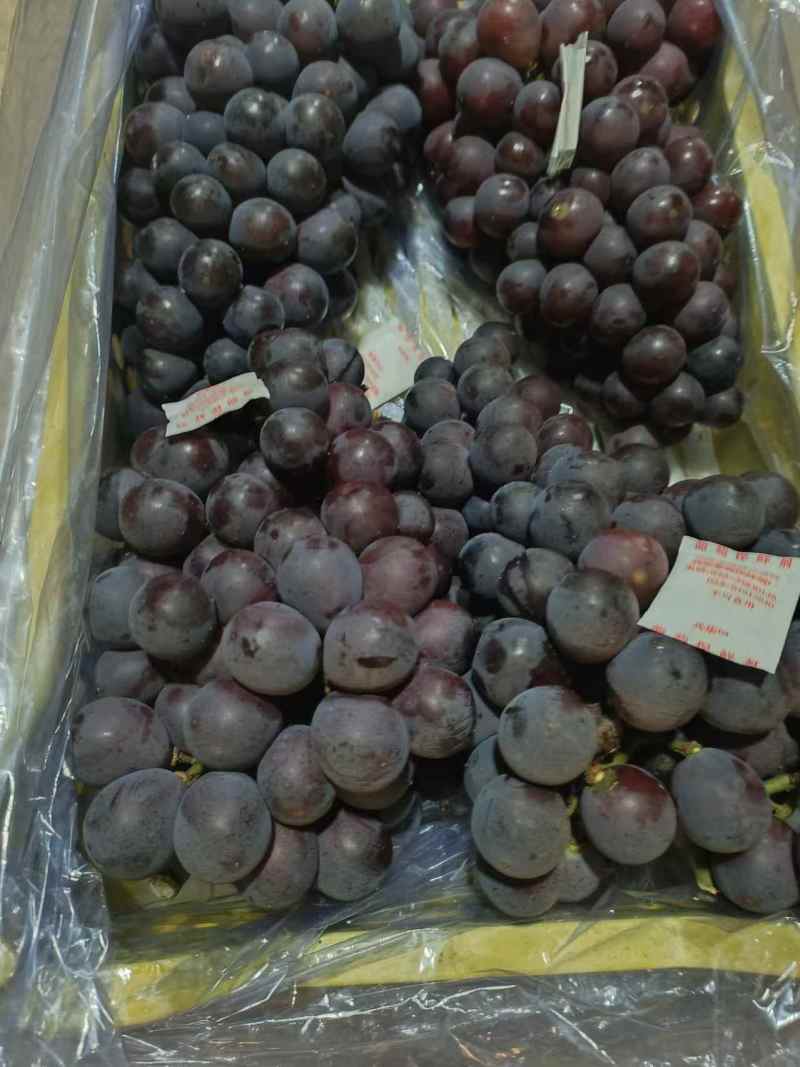 精品巨峰葡萄大量上市品质保证欢迎来电诚信经营