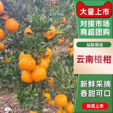云南高原碰柑，口感好，电商货市场货，工厂货大量有货