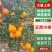 云南高原碰柑，口感好，电商货市场货，工厂货大量有货
