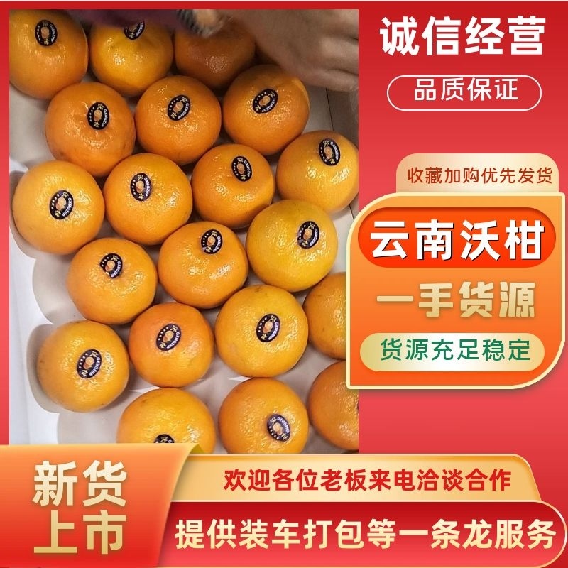 云南高原沃柑，精品沃柑新鲜供应，电商货大量上市产地直发