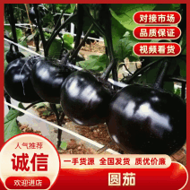 急售！圆茄，个头均匀，可对接电商团购各大批发商！各大市场