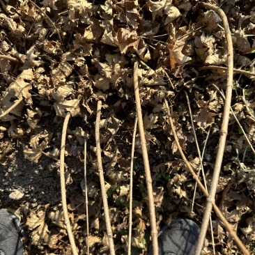 元宝枫苗（五角枫苗）产地直发量大从优诚信经营一手货源欢迎电联