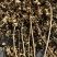 元宝枫苗（五角枫苗）产地直发量大从优诚信经营一手货源欢迎电联