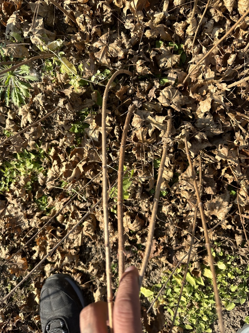 元宝枫苗（五角枫苗）产地直发量大从优诚信经营一手货源欢迎电联