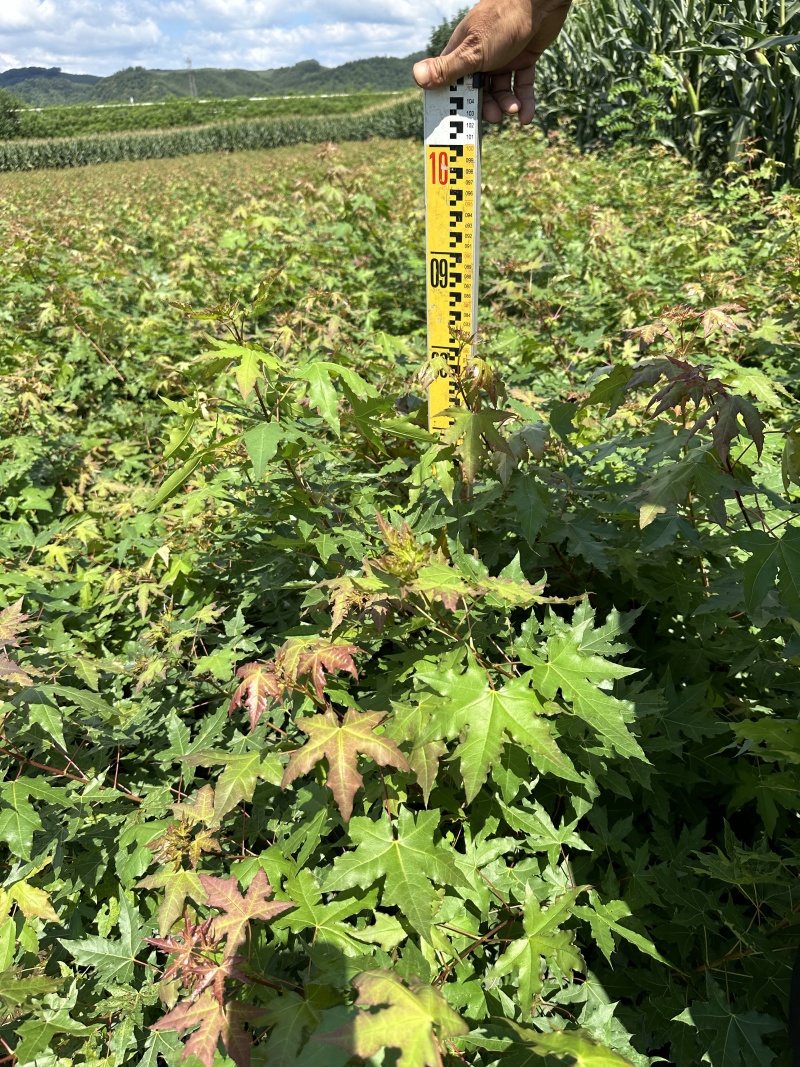 元宝枫苗（五角枫苗）产地直发量大从优诚信经营一手货源欢迎电联