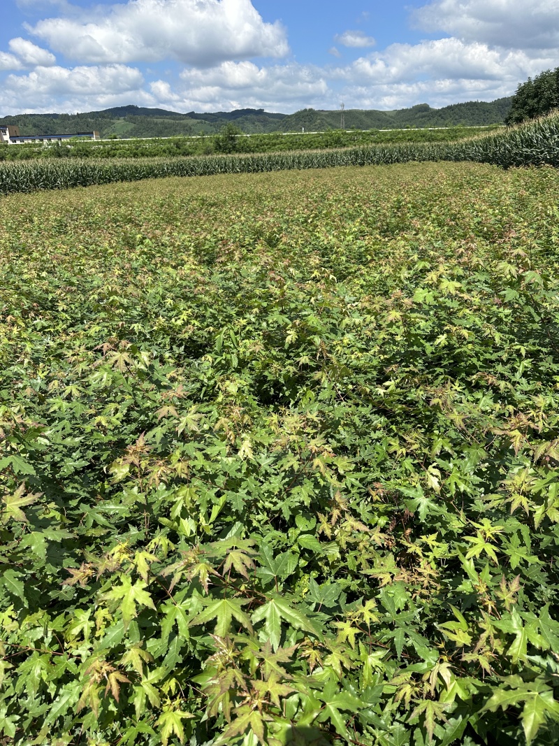 元宝枫苗（五角枫苗）产地直发量大从优诚信经营一手货源欢迎电联