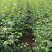 白桦苗产地直发量大从优诚信经营一手货源欢迎电联