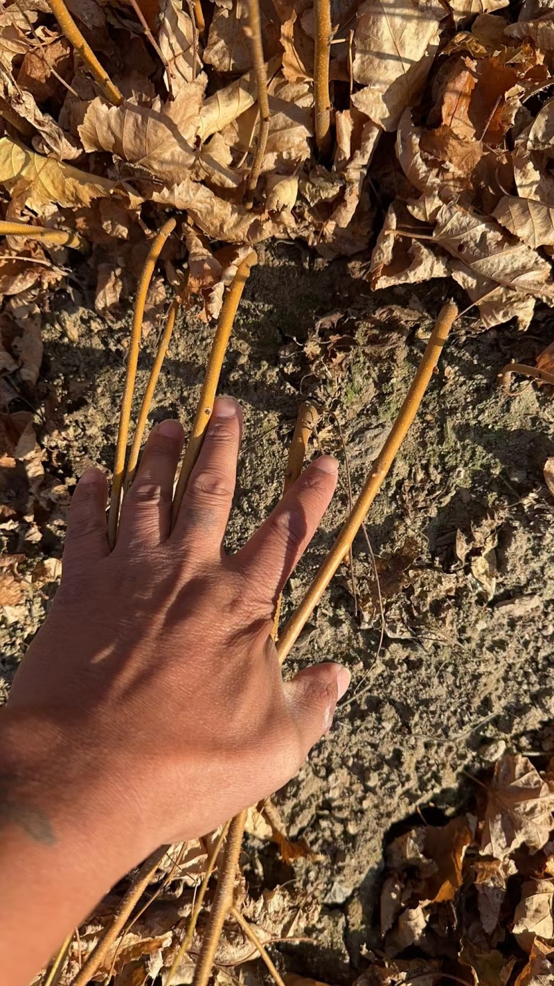 白桦苗产地直发量大从优诚信经营一手货源欢迎电联