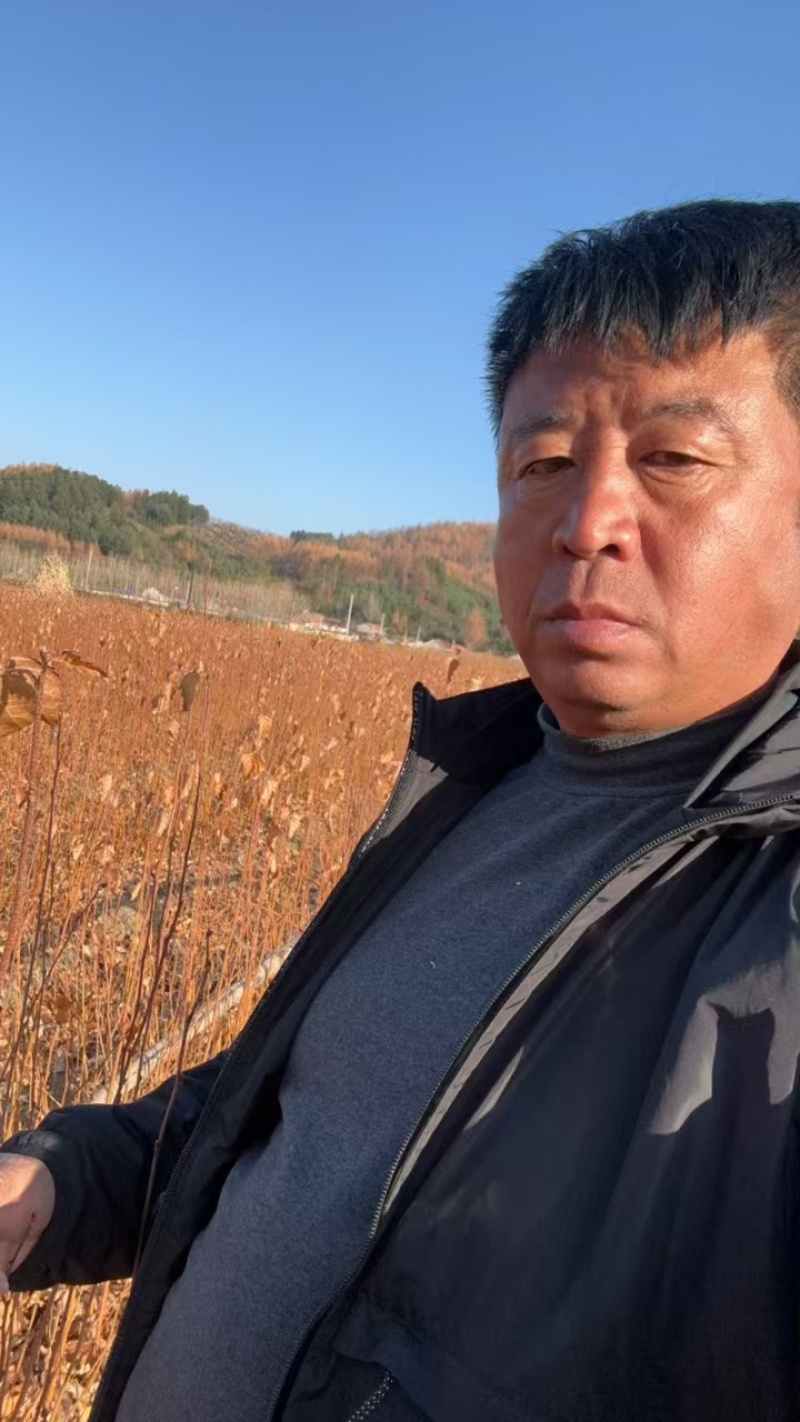 白桦苗产地直发量大从优诚信经营一手货源欢迎电联