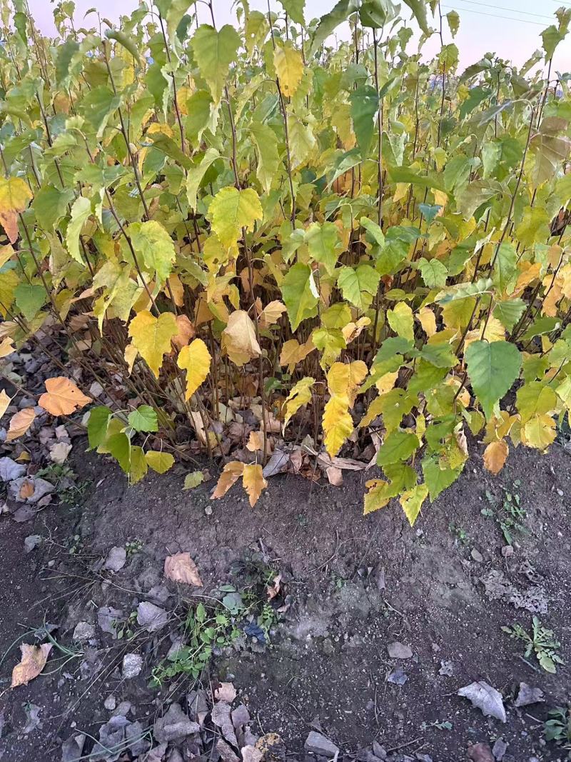 白桦苗产地直发量大从优诚信经营一手货源欢迎电联
