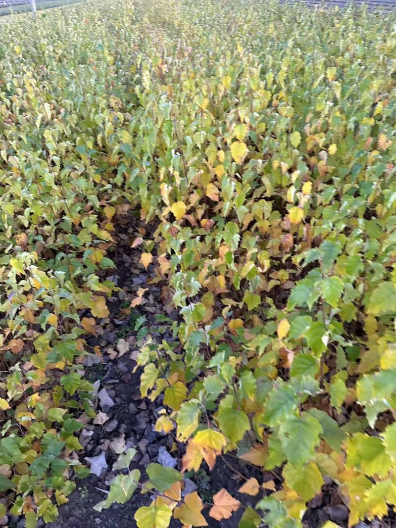 白桦苗产地直发量大从优诚信经营一手货源欢迎电联