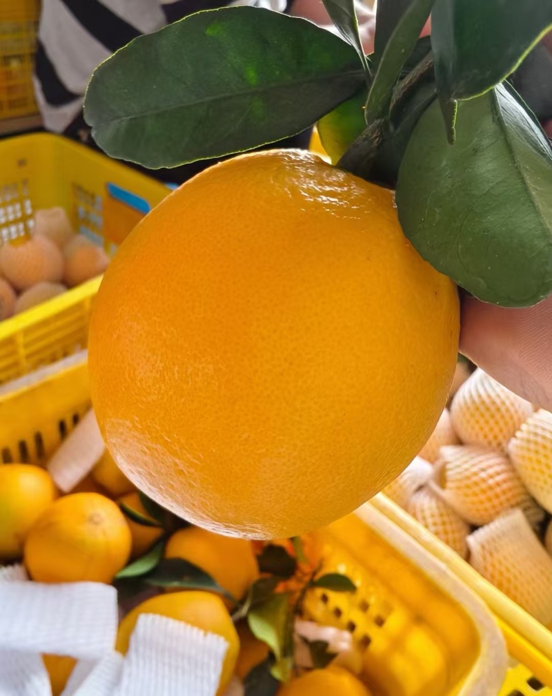 【推荐】湖北脐橙精品橙子大量供应品质保障代发全国欢迎