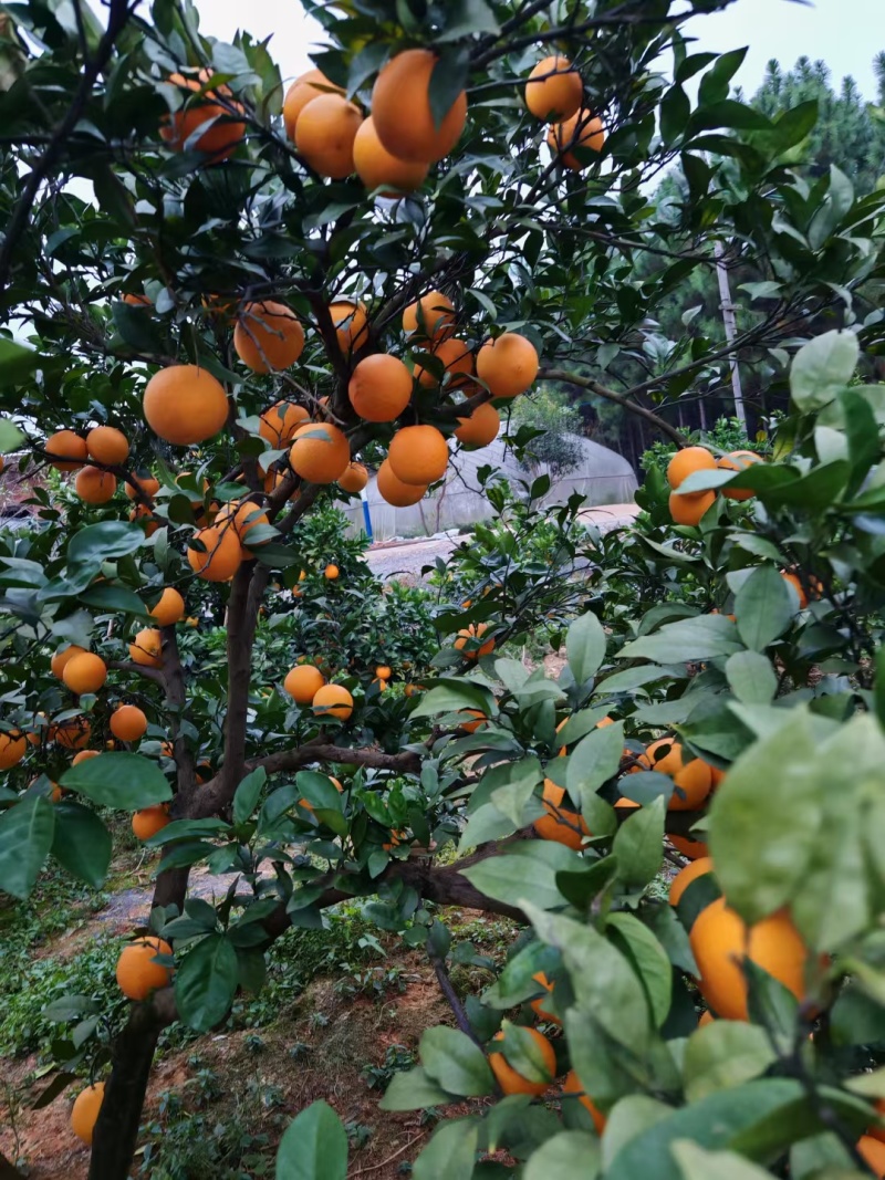 【推荐】湖北脐橙精品橙子大量供应品质保障代发全国欢迎