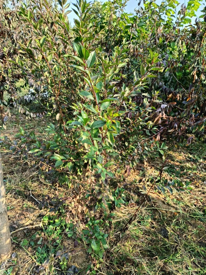 天官大果西梅苗香怡人甘甜鲜美欢迎洽谈合作沟通