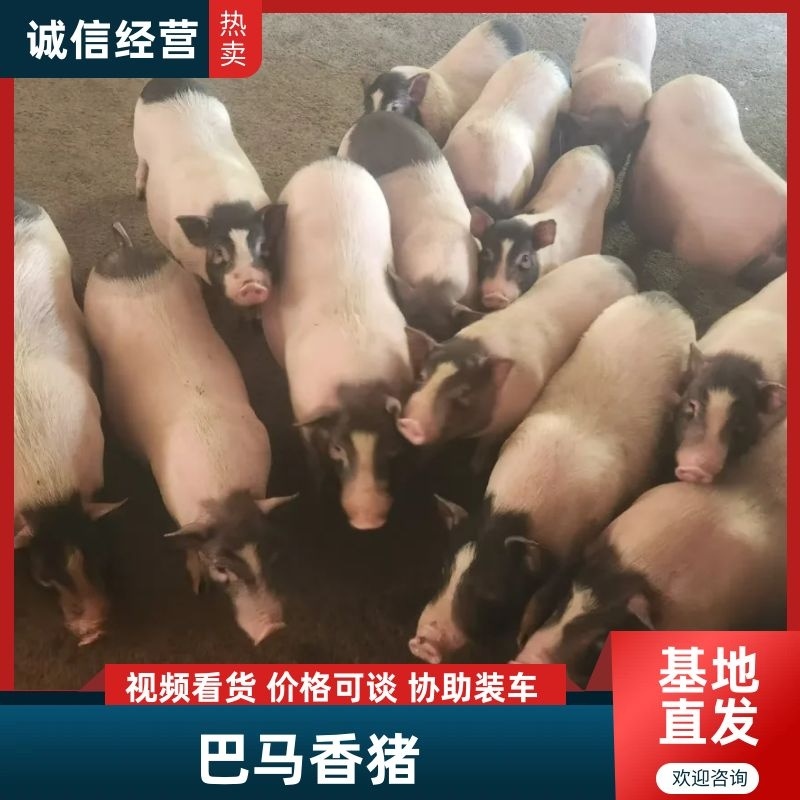 【牛商推荐】精品巴马香猪养殖场精心饲养健康品质