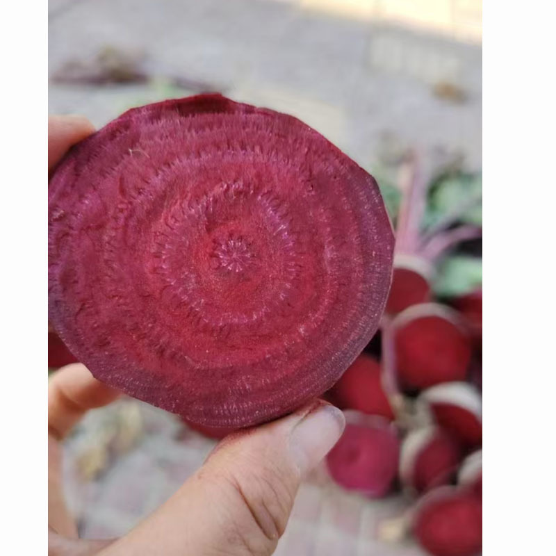 全红甜菜种子紫菜头榨汁圆形大个根茎杂交基地品种
