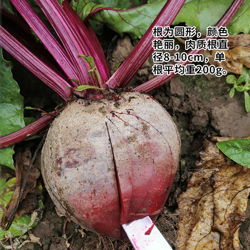 全红甜菜种子紫菜头榨汁圆形大个根茎杂交基地品种