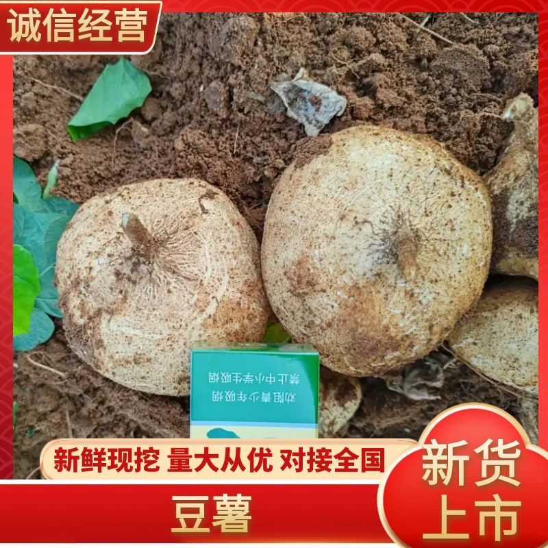 【精选豆薯】广东豆薯凉薯基地直供质量保证一手货源优