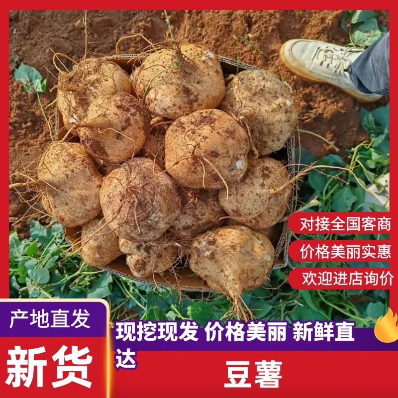 【实力推荐】广东豆薯基地直供质量保证一手货源优