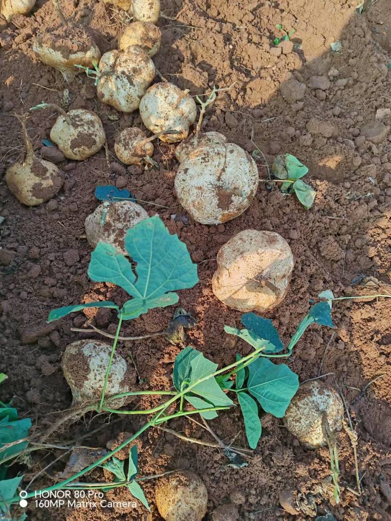 【实力推荐】广东豆薯基地直供质量保证一手货源优