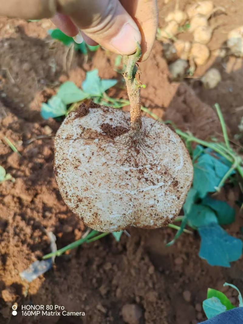 【实力推荐】广东豆薯基地直供质量保证一手货源优