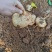 【实力推荐】广东豆薯基地直供质量保证一手货源优