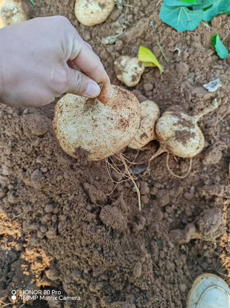 【实力推荐】广东豆薯基地直供质量保证一手货源优
