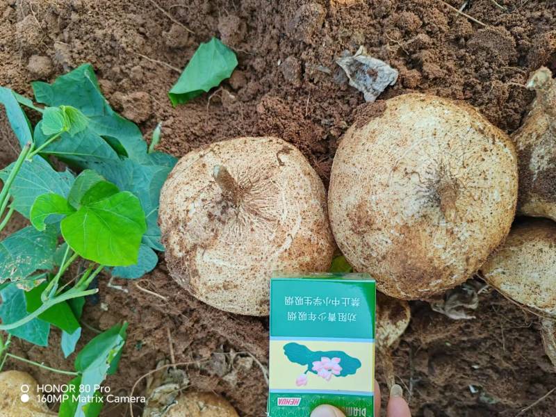 【实力推荐】广东豆薯基地直供质量保证一手货源优