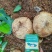 【精选豆薯】广东豆薯凉薯基地直供质量保证一手货源优