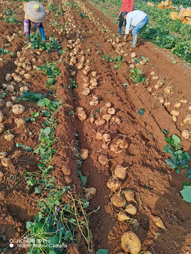 【精选豆薯】广东豆薯凉薯基地直供质量保证一手货源优