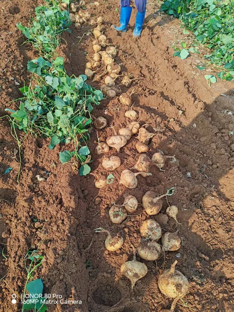 【精选豆薯】广东豆薯凉薯基地直供质量保证一手货源优