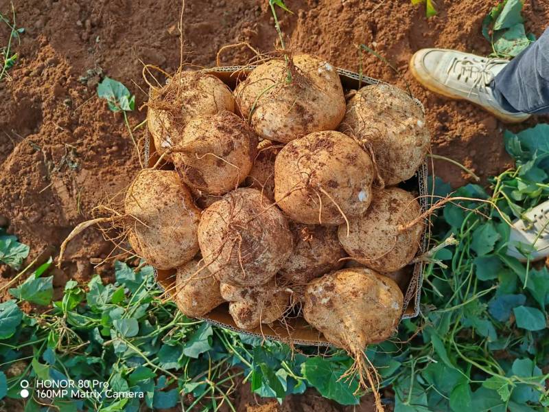 【精选豆薯】广东豆薯凉薯基地直供质量保证一手货源优