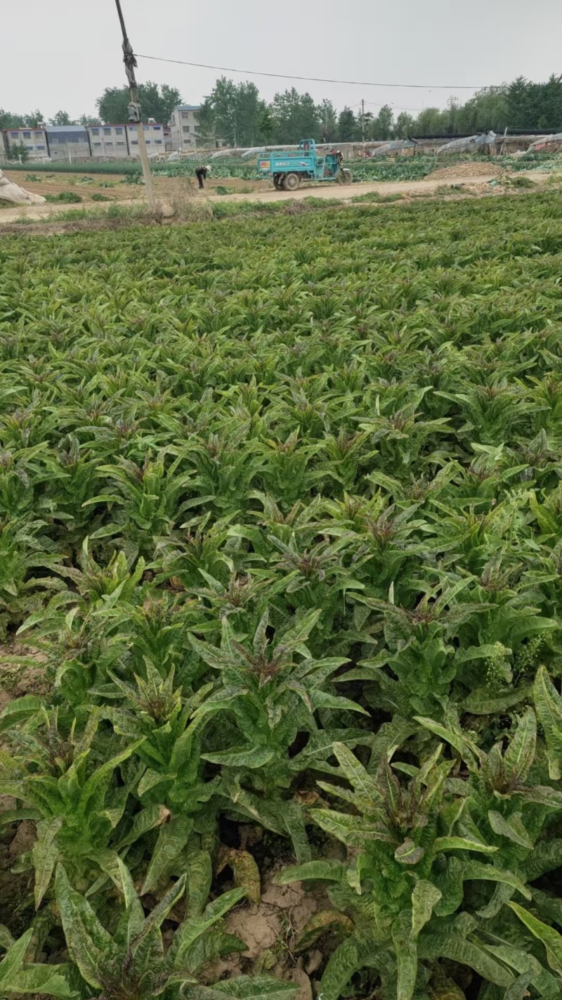 山东精品莴笋产地一手货源大量有货供应电商市场