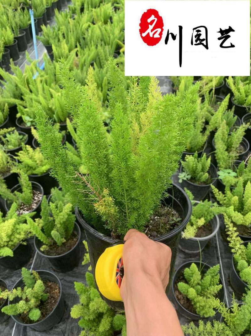 狐尾天门冬杯苗批发四季常绿花境花坛庭院园林绿化苗