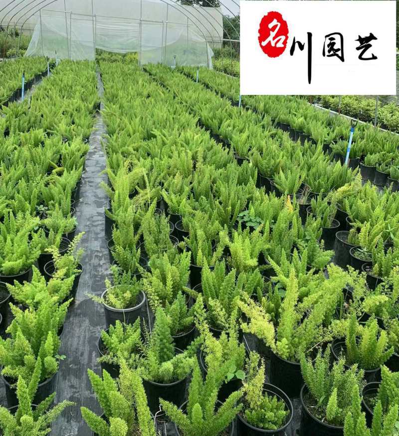 狐尾天门冬杯苗批发四季常绿花境花坛庭院园林绿化苗