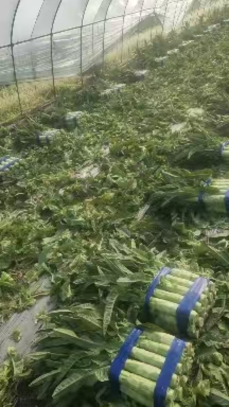 山东精品莴笋产地一手货源大量有货供应电商市场