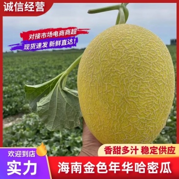 【实力】海南金色年华哈密瓜以质论价量大从优一条龙服务