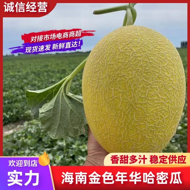 【实力】海南金色年华哈密瓜以质论价量大从优一条龙服务