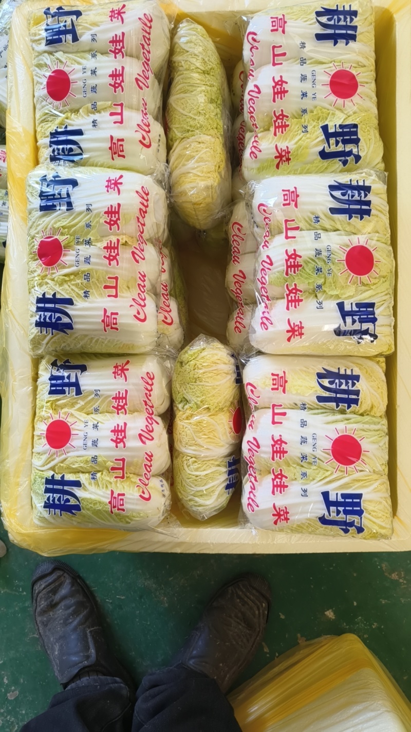 小娃娃菜整件发货品质保障欢迎各界人士前来洽谈量大优惠