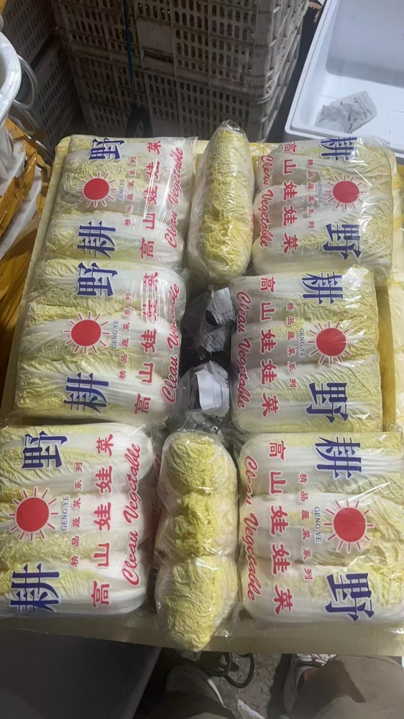 小娃娃菜整件发货品质保障欢迎各界人士前来洽谈量大优惠