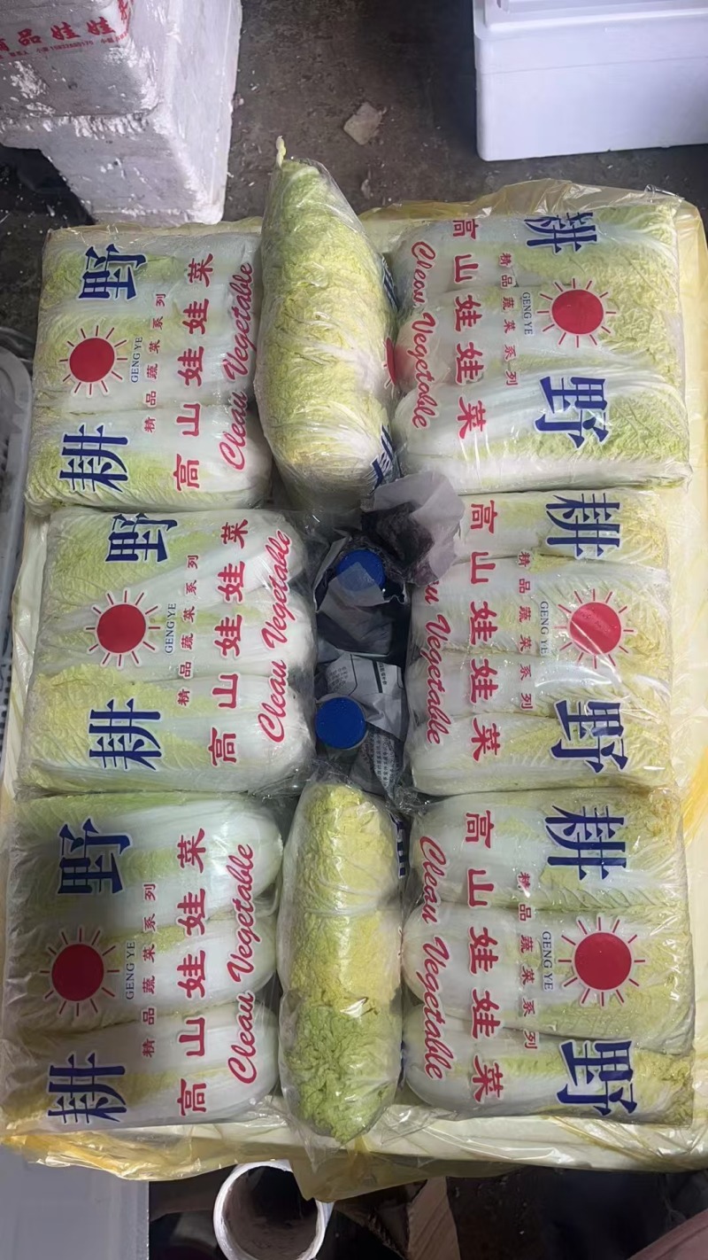 小娃娃菜整件发货品质保障欢迎各界人士前来洽谈量大优惠