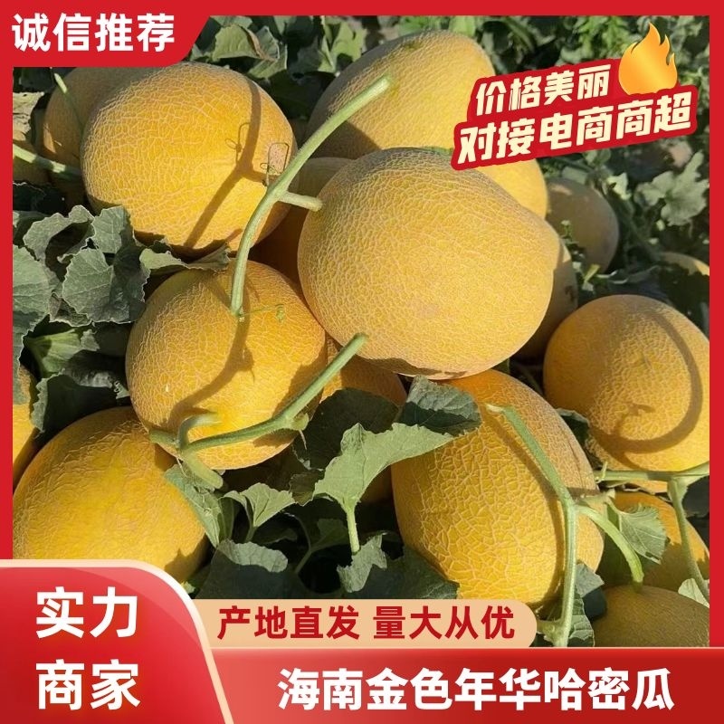 【推荐】海南金色年华哈密瓜量大从优一条龙服务对接全国