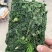 速冻野生荠菜大量有货品质保证一手货源工厂直发物美价廉