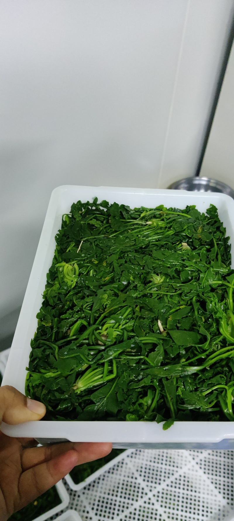 速冻野生荠菜大量有货品质保证一手货源工厂直发物美价廉