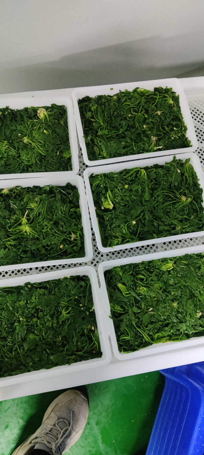 速冻野生荠菜大量有货品质保证一手货源工厂直发物美价廉