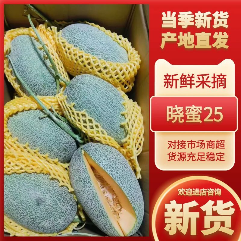 【推荐】海南晓蜜25哈密瓜大量上市中保质保量现摘现发