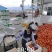 硬粉西红柿云南元谋产地发货品质保障一手货源欢迎咨询