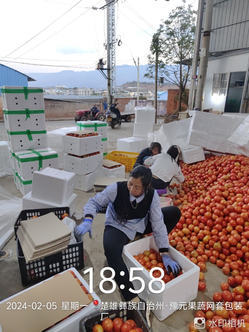 硬粉西红柿云南元谋产地发货品质保障一手货源欢迎咨询